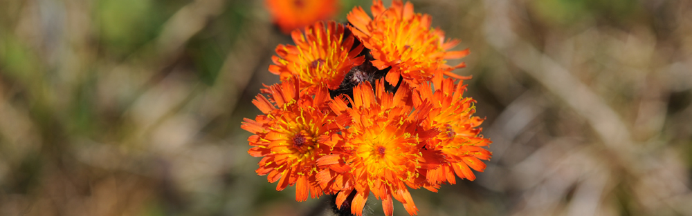 ORANGE HAWKWEED Heiracium aurantiacum